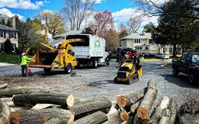 How Our Tree Care Process Works  in  Bloomingdale, GA