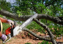 Professional Tree Care in Bloomingdale, GA