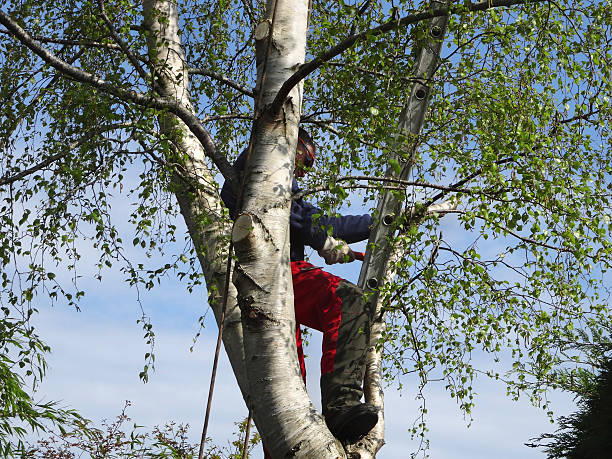 Best Tree Preservation Services  in Bloomingdale, GA