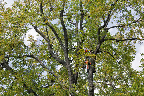 How Our Tree Care Process Works  in  Bloomingdale, GA